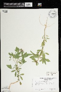 Polanisia dodecandra subsp. dodecandra image