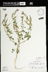 Polanisia dodecandra subsp. dodecandra image