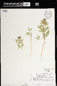 Polanisia dodecandra subsp. dodecandra image