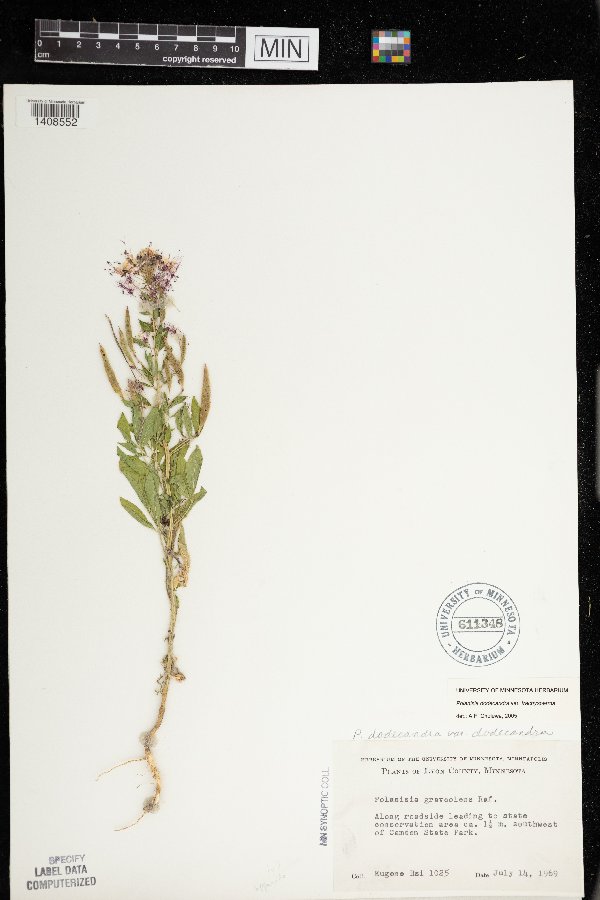 Polanisia dodecandra var. trachysperma image