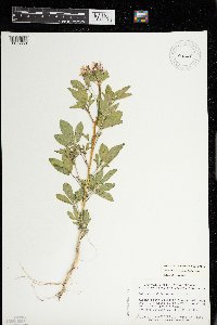 Polanisia dodecandra var. trachysperma image