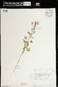 Polanisia dodecandra var. trachysperma image