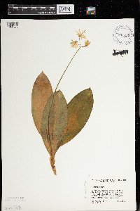 Clintonia borealis image