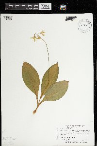 Clintonia borealis image