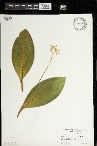 Clintonia borealis image