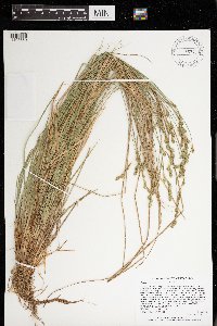 Carex foenea image