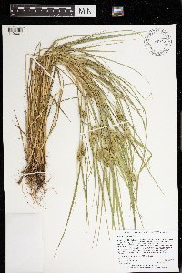 Carex sychnocephala image