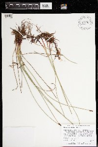 Eleocharis palustris image