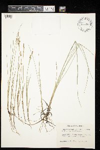 Carex livida image