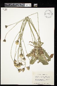 Hypochaeris radicata image