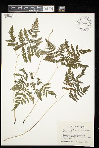 Gymnocarpium dryopteris image