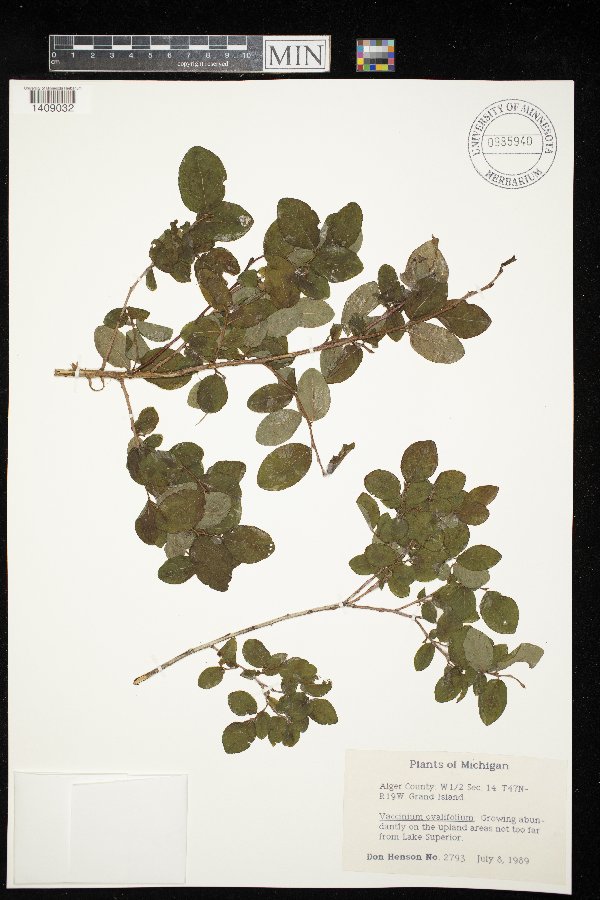 Vaccinium ovalifolium image