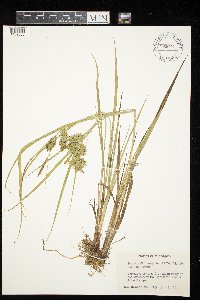 Carex hystericina image