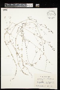 Galium palustre image