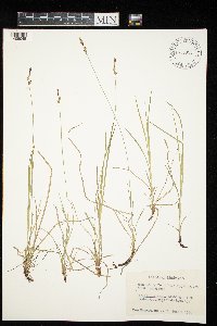 Carex pensylvanica image