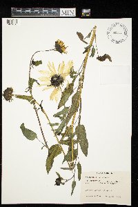 Helianthus petiolaris image