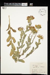 Grindelia ciliata image