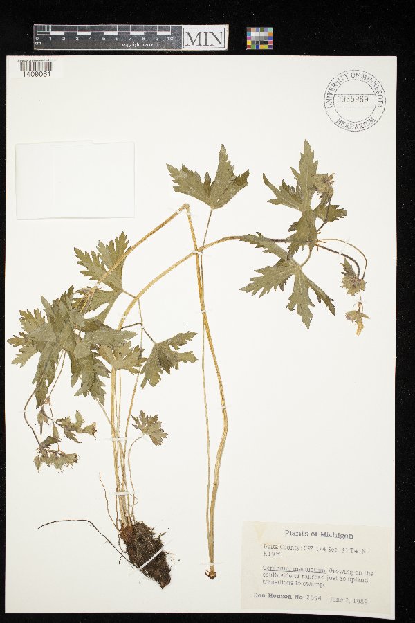 Geranium maculatum image