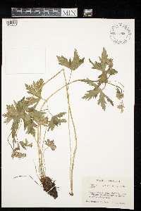 Geranium maculatum image