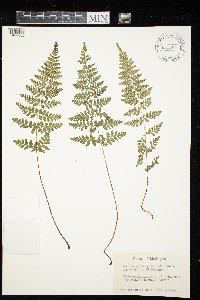 Cystopteris laurentiana image