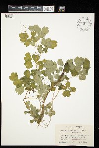 Thalictrum dioicum image