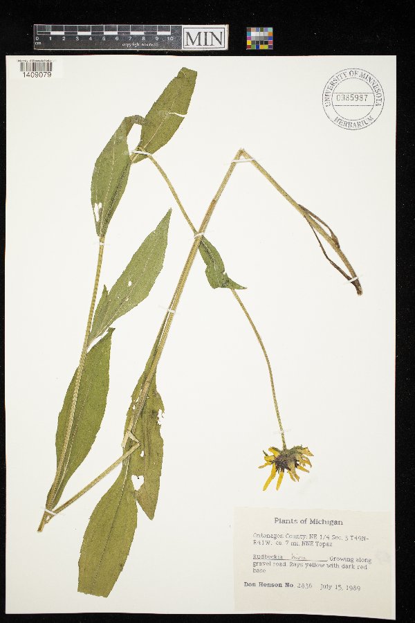 Rudbeckia hirta image