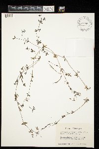 Galium palustre image