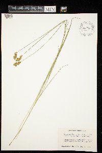 Carex scoparia image