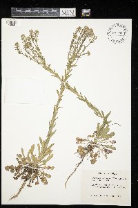 Lepidium campestre image