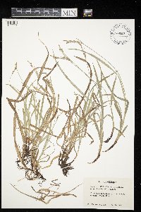 Carex hirtifolia image