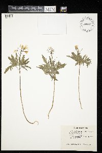 Cardamine concatenata image