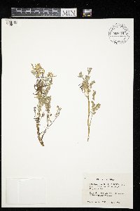 Corydalis aurea image