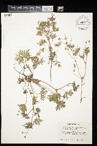 Geranium bicknellii image