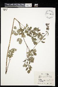 Thalictrum revolutum image