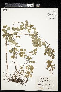 Thalictrum revolutum image