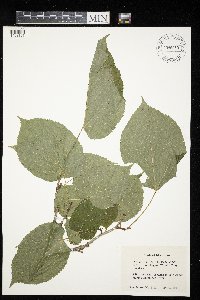 Tilia americana image