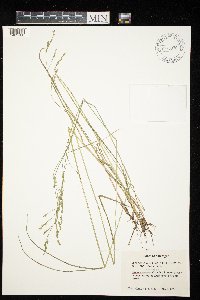 Festuca subverticillata image