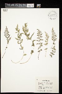 Cystopteris laurentiana image
