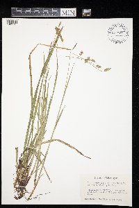 Carex castanea image