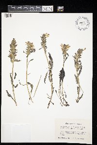 Pedicularis canadensis image