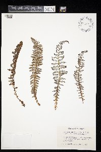 Dryopteris fragrans image