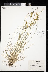 Carex cryptolepis image