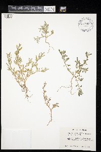 Chenopodium glaucum image