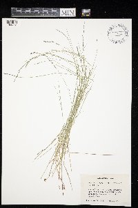 Muhlenbergia richardsonis image