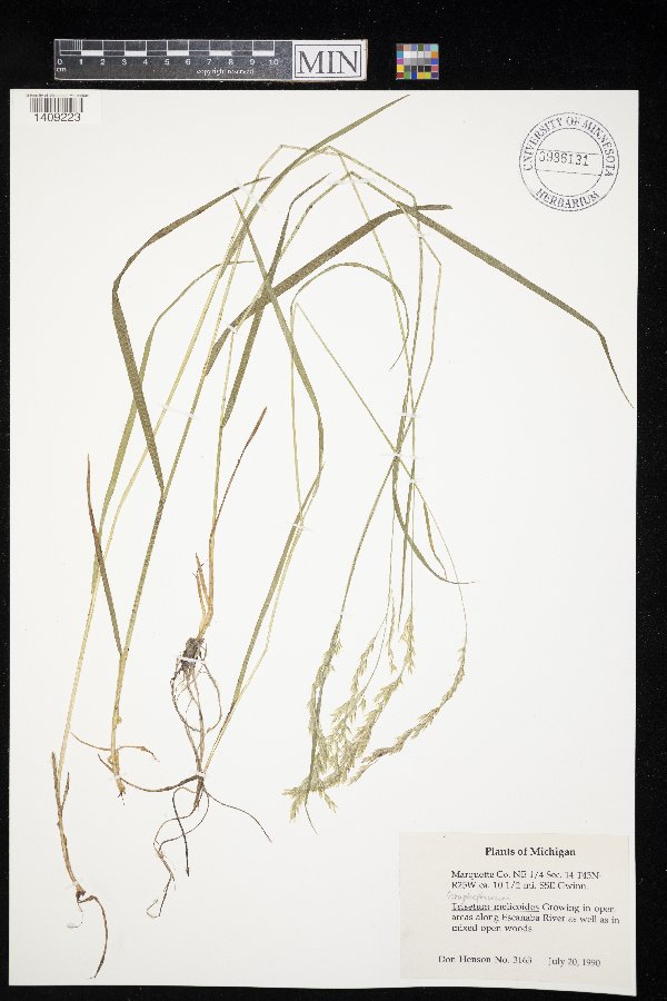Trisetum melicoides image