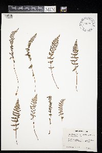 Woodsia ilvensis image