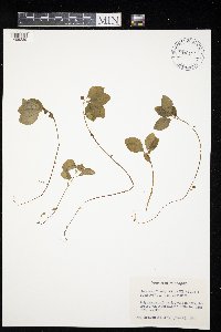 Polygaloides paucifolia image