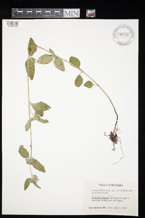 Clinopodium vulgare image