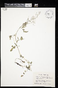 Cardamine pensylvanica image