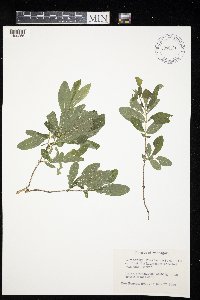 Lonicera oblongifolia image